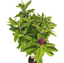 Fjärilsbuske med blad och blomknoppar i kruka