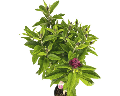 Fjärilsbuske med blad och blomknoppar i kruka