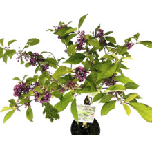 Skönfrukt växt med violetta bär och gröna blad i kruka