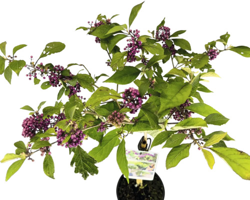 Skönfrukt växt med violetta bär och gröna blad i kruka