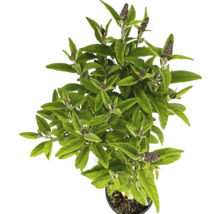 Fjärilsbuske i kruka med gröna blad och blomknoppar.