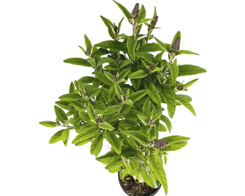 Syrenbuddleja stammad FLORASELF Buddleia davidii 'Butterfly Candy Little Lila ' stamhöjd 50cm Co 3L Fjärilsbuske i kruka med gröna blad och blomknoppar.