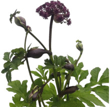 Blommande Angelica-växt