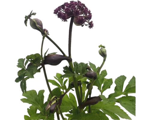 Blommande Angelica-växt