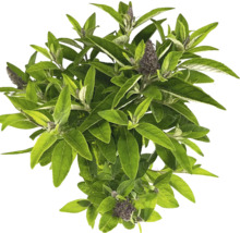 Buddleja växt med gröna blad och blomställningar