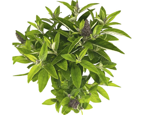 Buddleja växt med gröna blad och blomställningar