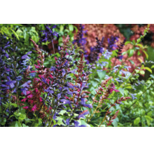 Närbild av blommande salvaplantor i trädgården
