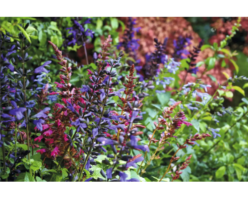 Närbild av blommande salvaplantor i trädgården