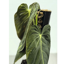 Philodendron med stora blad i kruka