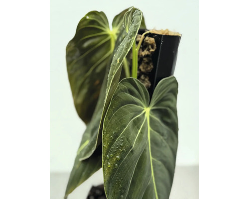 Philodendron med stora blad i kruka