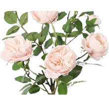 Bukett med fina rosblommor och gröna blad