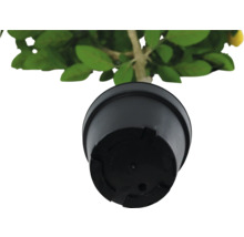 Kruka till en citronplanta