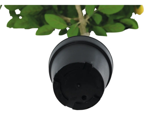 Kruka till en citronplanta