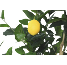 Citron träd med mogen citron