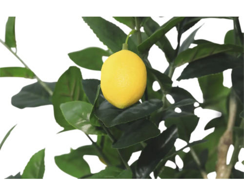 Citron träd med mogen citron