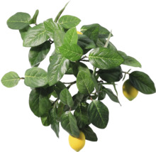 Gren med blad och citroner