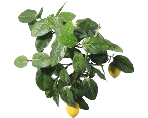 Gren med blad och citroner