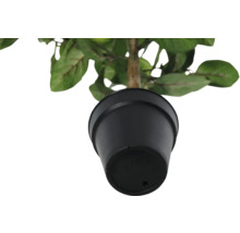 Konstgjord växt i svart kruka