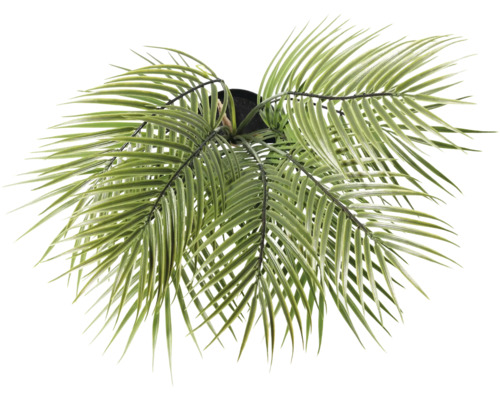 Konstgjord palm i kruka, ovanifrån.