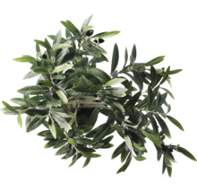 Olivträd med blad och oliver