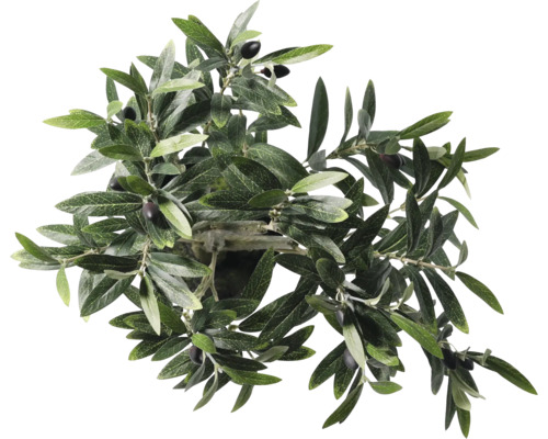 Olivträd med blad och oliver