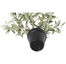 Olivträd i svart kruka