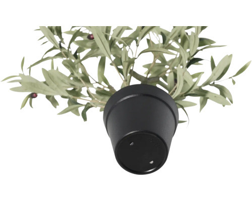 Olivträd i svart kruka