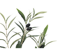 Olivkvist med blad och oliver