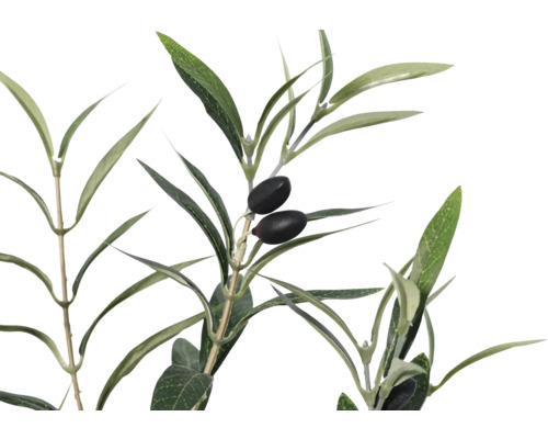 Olivkvist med blad och oliver