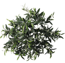 Överblicksbild av en olivträdskrona med blad