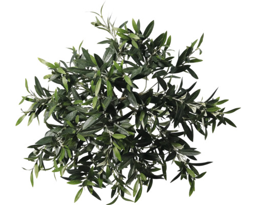 Överblicksbild av en olivträdskrona med blad