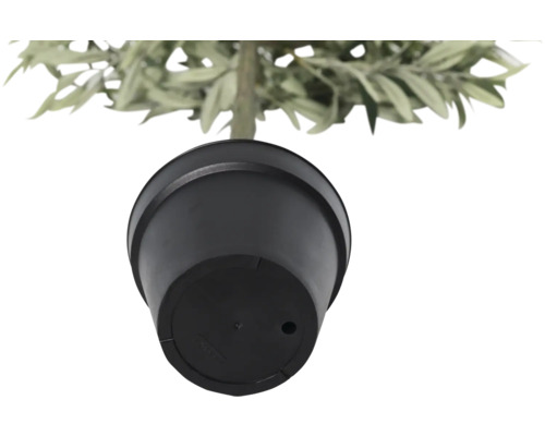 Underifrånvy av en kruka med växt