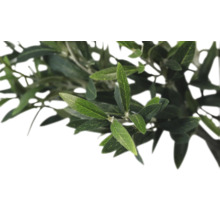 Olivträdsgren med blad