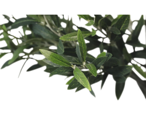 Olivträdsgren med blad