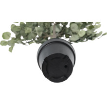 Underifrånvy av en konstgjord eukalyptusväxt i en kruka