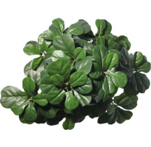 Fikonfiol med gröna blad