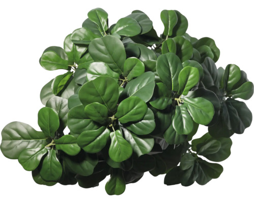 Fikonfiol med gröna blad