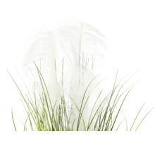 Dekorativt pampasgräs med gröna stjälkar och vita plymer