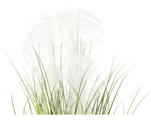 Dekorativt pampasgräs med gröna stjälkar och vita plymer