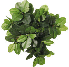 Toppvy av en krukväxt med gröna blad