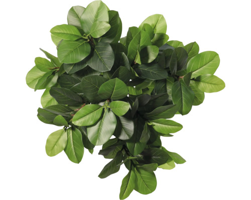 Toppvy av en krukväxt med gröna blad