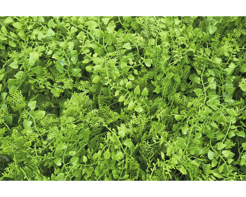 Närbild av ett tätt, konstgjort växttäcke för inom- och utomhusbruk.