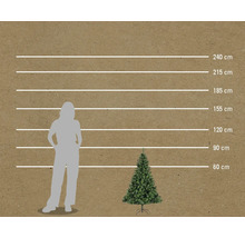 Storleksjämförelse av en person och en julgran med höjdmått i centimeter