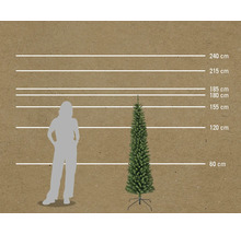 Storleksjämförelse av en smal julgran med en person och måttlinjer i centimeter