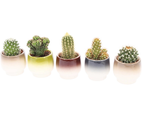 Fem kaktusar i krukor