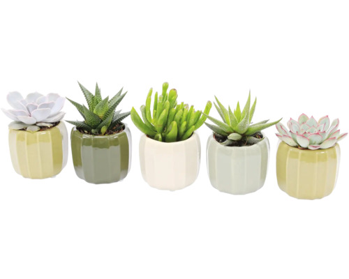Fem suckulenter i keramikkrukor