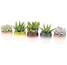 Fem suckulenter i keramik krukor