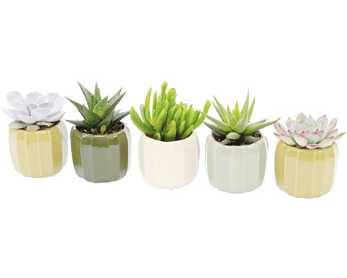 Fem suckulenter i krukor