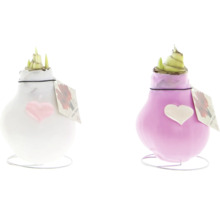 Två amaryllislökar i vitt och lila med hjärtdekoration