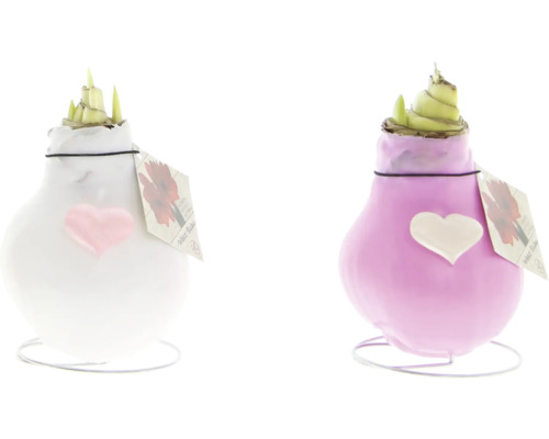 Två amaryllislökar i vitt och lila med hjärtdekoration